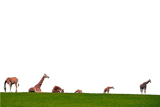 长颈鹿,牧群,地平线