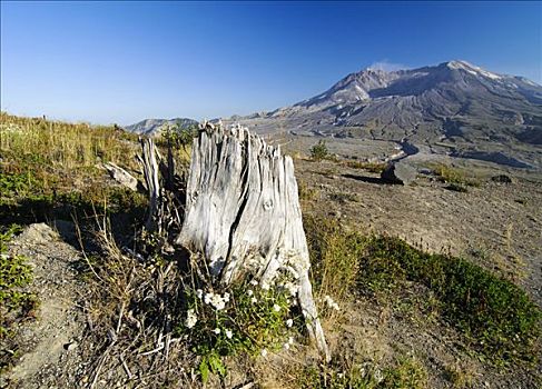 树桩,火山爆发,动作,烟,火山,国家,州立公园,华盛顿,美国,北美