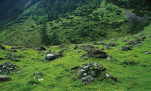 高山牧场,草地,阿尔卑斯山,上陶恩山国家公园,奥地利,欧洲