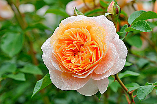 花束月季,周年纪念,玫瑰,切尔维亚,2003年,花,北莱茵威斯特伐利亚,德国,欧洲