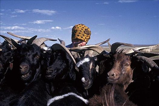 女孩,羊奶,哺乳动物,蒙古,亚洲,动物
