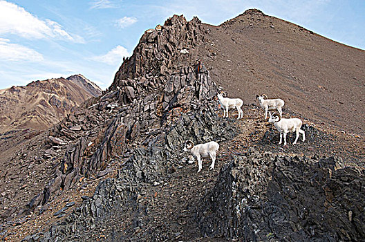 野大白羊,雄性,白大角羊,物种,绵羊,北美