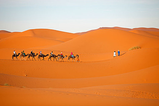 单峰骆驼,驼队,荒芜,却比沙丘,省,摩洛哥,非洲
