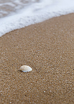 沙滩脚印贝壳