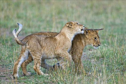 雌狮,狮子,马赛马拉国家保护区,肯尼亚,东非