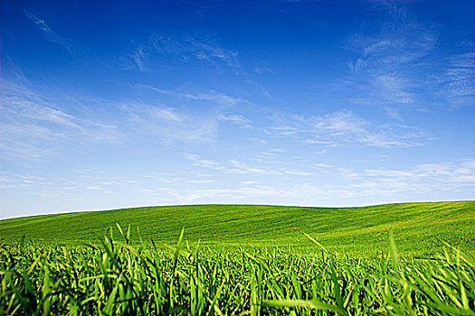 漂亮,绿色,草地,鲜明,蓝天