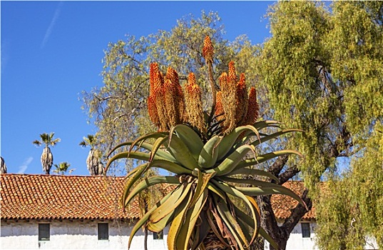 大树,芦荟,白色,砖坯,教区,圣芭芭拉,加利福尼亚
