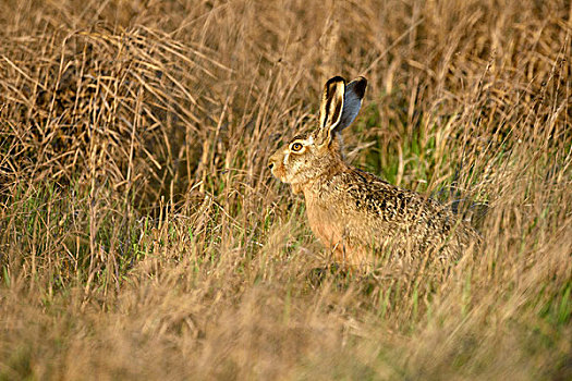 野兔,欧洲野兔,坐,高草,国家公园,湖,布尔根兰,奥地利,欧洲