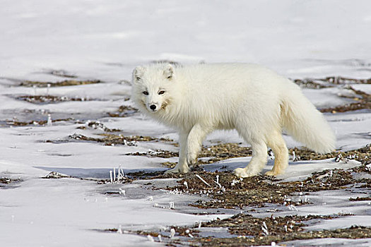 北极狐,岛屿,加拿大