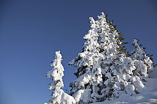 积雪,针叶树,上巴伐利亚,德国南部,德国