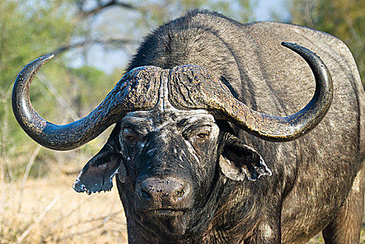 非洲水牛,南非水牛,克鲁格国家公园,南非,非洲