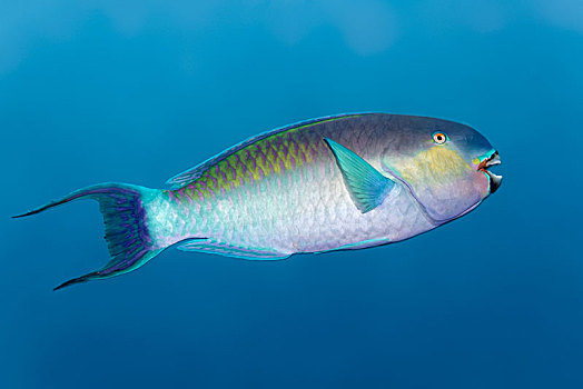 鹦嘴鱼,印度洋,马尔代夫,亚洲