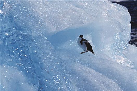 阿德利企鹅,阿德利企鹅属,冰山,欺骗岛,南极