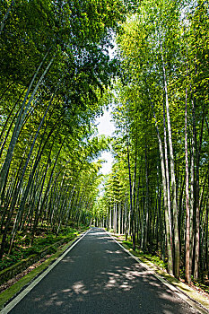 重庆市永川区茶山竹海风景翡翠长廊