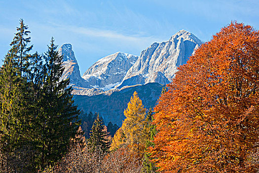 山林,背景,贝希特斯加登阿尔卑斯山