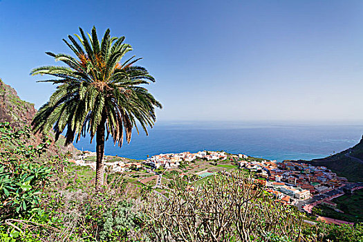 棕榈树,风景,加纳利群岛,西班牙,欧洲
