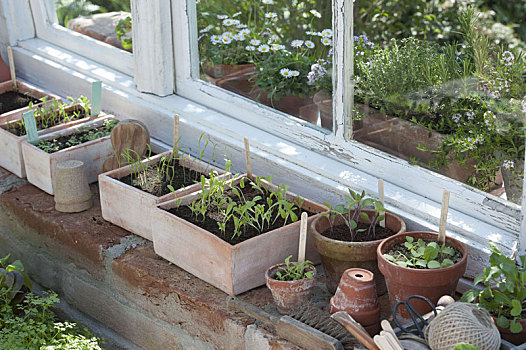 蔬菜,幼苗,种子,碗,锅,温室,窗户