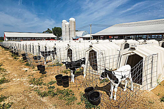黑白花牛,幼兽,畜栏,乳牛场,威斯康辛,美国