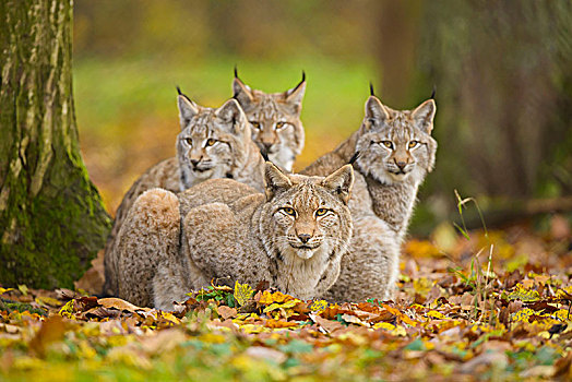 欧亚猞猁属,猞猁,雌性,三个,小猫,德国,欧洲