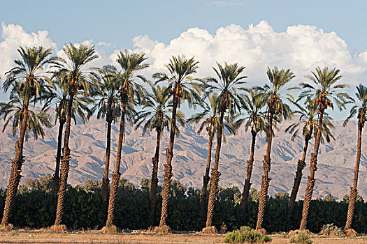 棕榈树,日落,荒芜,山脉,远景,蓝天,云,棕榈泉,加利福尼亚,美国