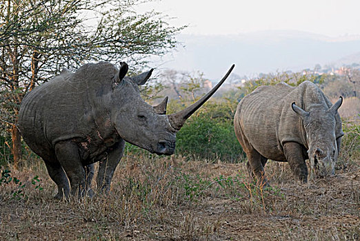 白犀牛,两个,成年人,一个,东开普省,南非