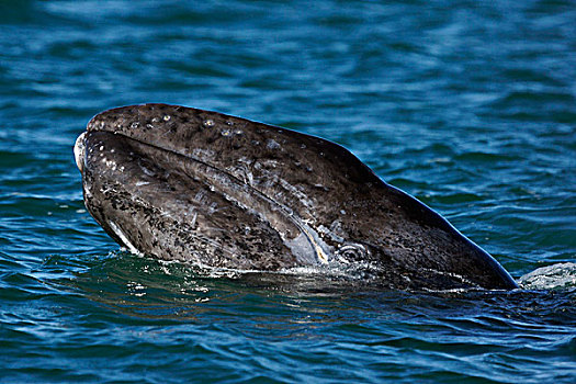 灰鲸,平面,下加利福尼亚州,墨西哥