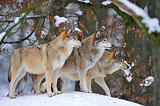 狼,东方,加拿大,雪,警戒