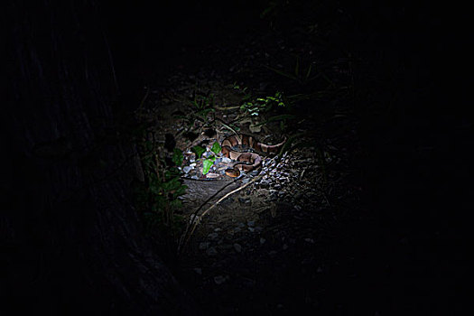 蛇,夜晚,山,国家野生动植物保护区,俄克拉荷马,美国