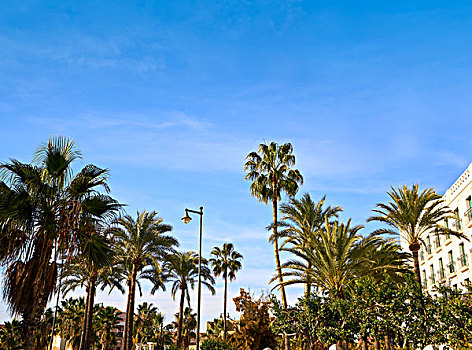 瓦伦西亚,海滩,竞技场,棕榈树,西班牙