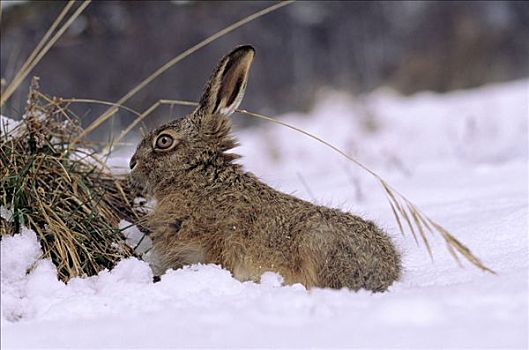 欧洲野兔,欧洲