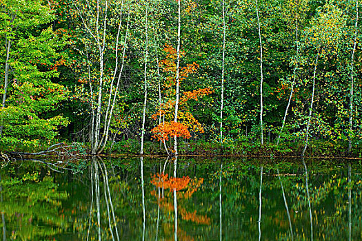 桦树,枫树,反射,水塘,东方,山,魁北克,加拿大