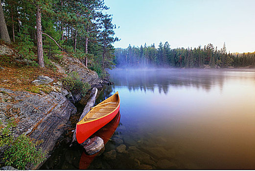 独木舟,松树,湖,阿尔冈金省立公园,安大略省,加拿大