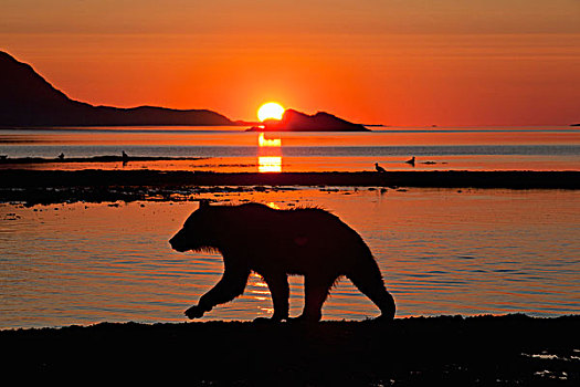 美国,阿拉斯加,卡特麦国家公园,大灰熊,棕熊,湾
