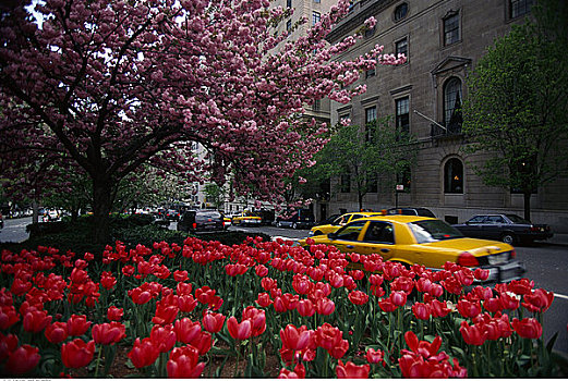 出租车,花,公园大道,纽约,美国