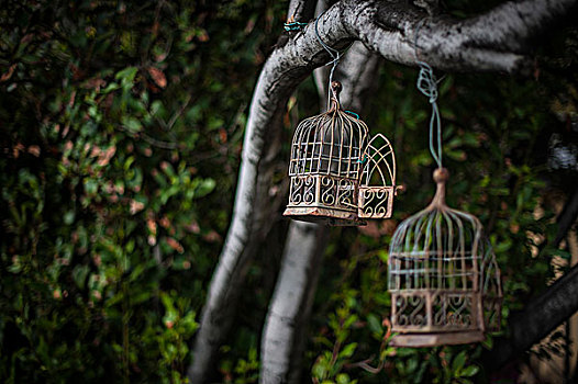 打开,鸟,笼子,悬挂,树