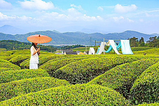 美女,红伞,背影