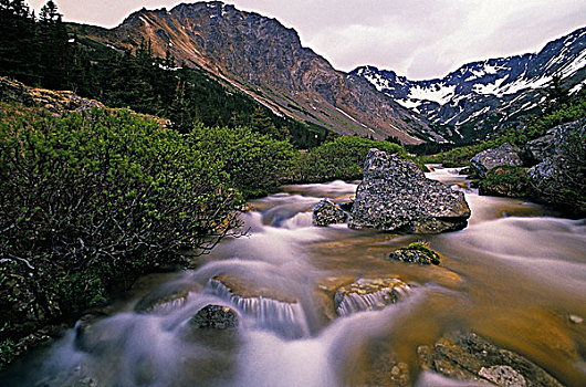 浮木,溪流,银,国王,盆地,山峦,省立公园,不列颠哥伦比亚省,加拿大
