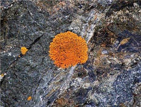 鲜明,橙色,苔藓,石头,苏厄德公路,安克里奇,阿拉斯加