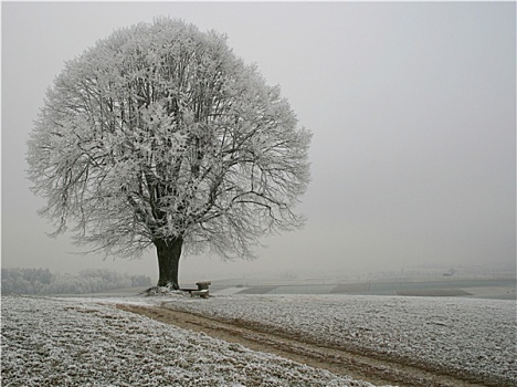 树,霜