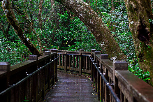 台北近郊阳明山山区的森林步道