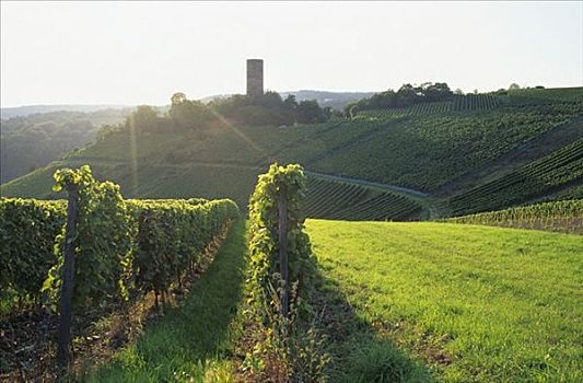 葡萄种植,靠近,莱茵高地区,德国