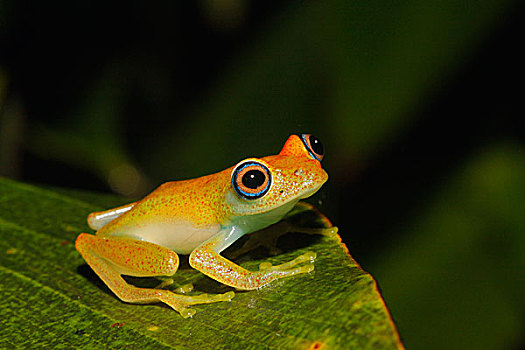 绿色,青蛙,马达加斯加