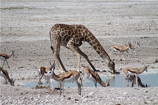 纳米比亚,长颈鹿