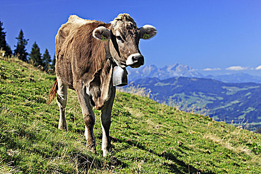 德国,巴伐利亚,阿尔卑斯山,母牛,瑞士