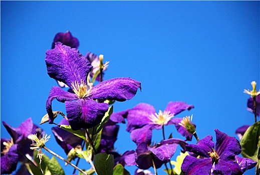 紫色,铁线莲,花,蓝天