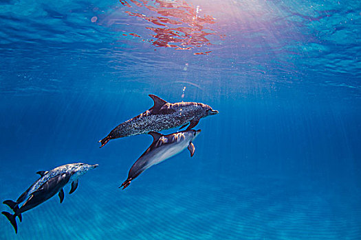 群,大西洋细吻海豚,水下视角
