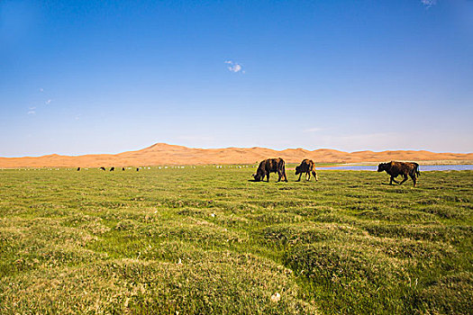 牛群在腾格里沙漠的绿洲中