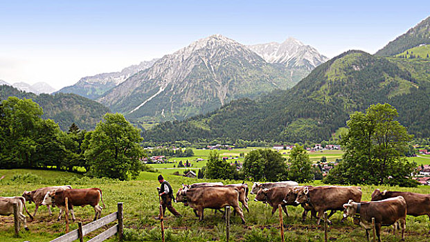牧民,山,草场,家,牛,牧群,巴特辛德朗,巴伐利亚,德国,欧洲