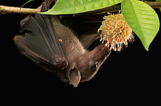 黎明,蝙蝠,花蜜,保护区,婆罗洲,马来西亚