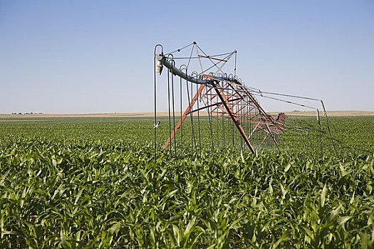 灌溉,玉米田,科罗拉多,美国